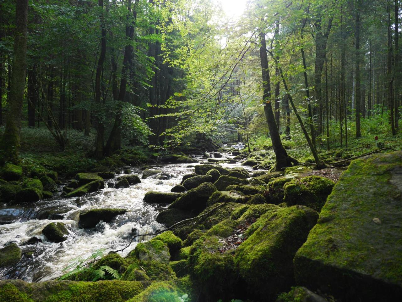 Fewo Kedo Neukirchen vorm Wald Kültér fotó
