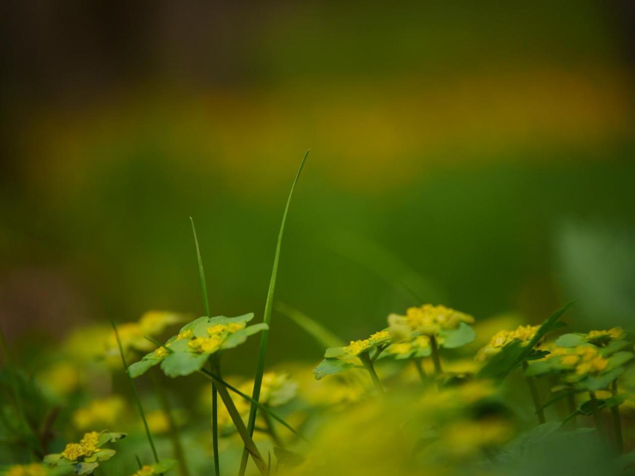 Fewo Kedo Neukirchen vorm Wald Kültér fotó
