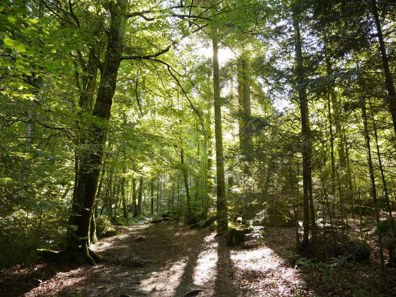 Fewo Kedo Neukirchen vorm Wald Kültér fotó